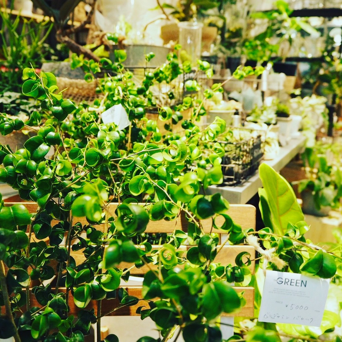 <span>Plants</span>