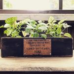 100均の観葉植物のアレンジ！おしゃれな植え替えの方法を紹介！